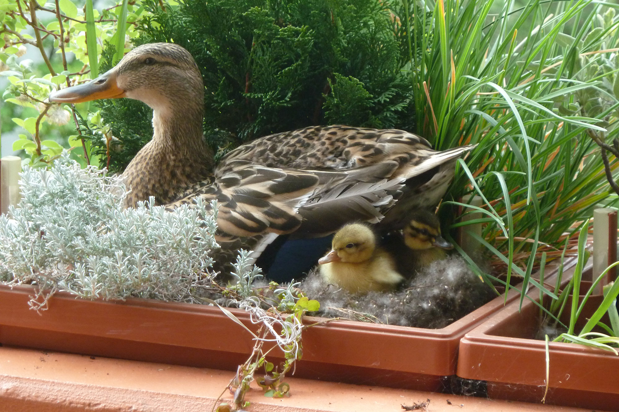Was tun, wenn Enten im Frühjahr auf dem Balkon brüten? LBV